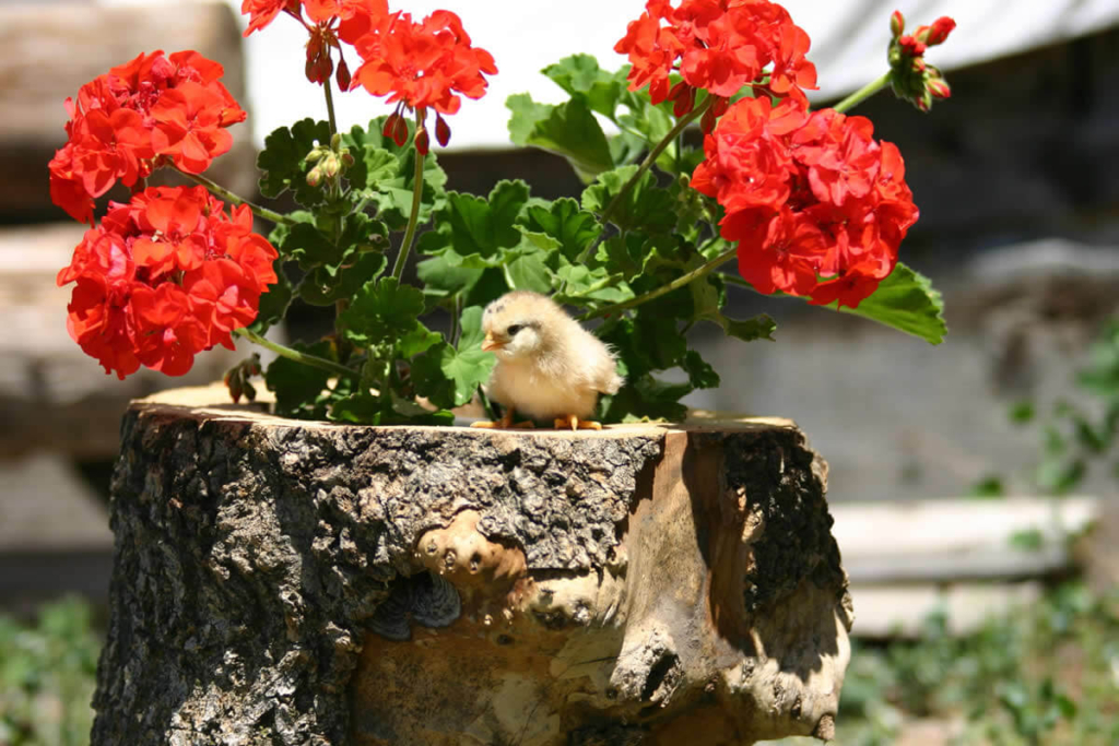 Primavera Castelrotto